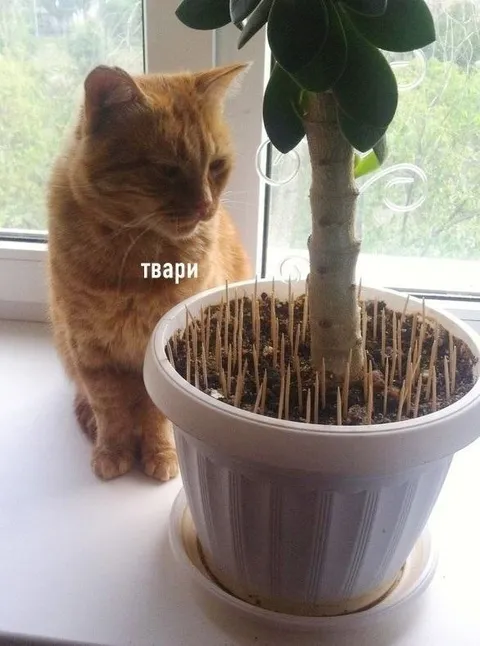 Кот против вредителей