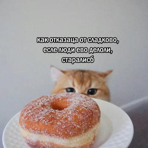 Кот смотрит на пончик