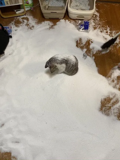 Котёнок в море наполнителя
