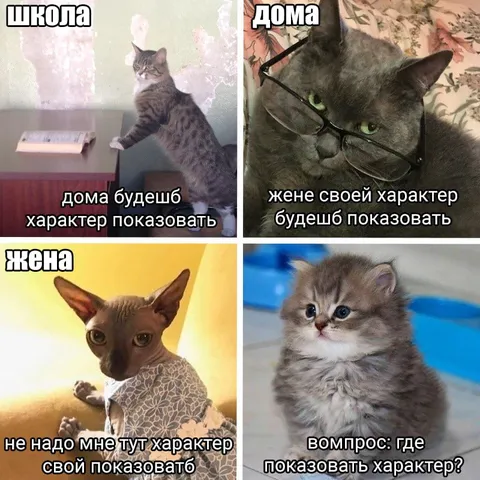 Где показывать характер коту