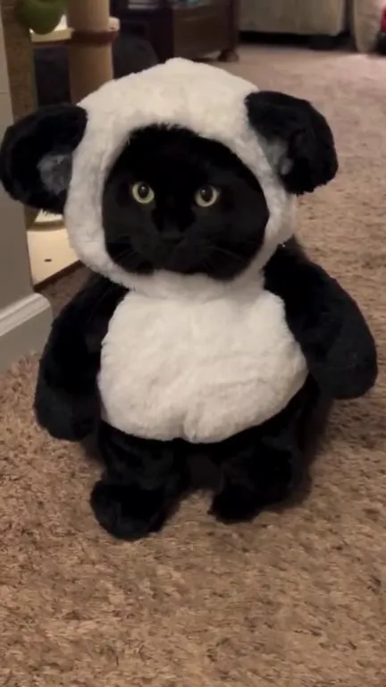 Кот в костюме овечки