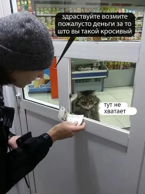 Деньги за красивого кота