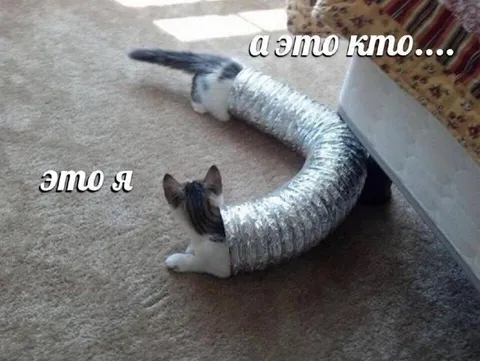 Кот в вентиляционной трубе