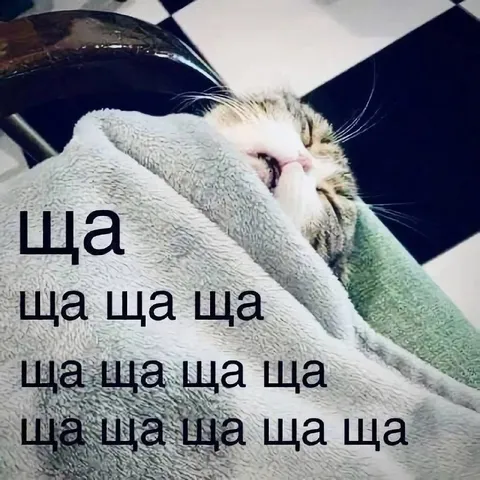 Кот говорит «ща»