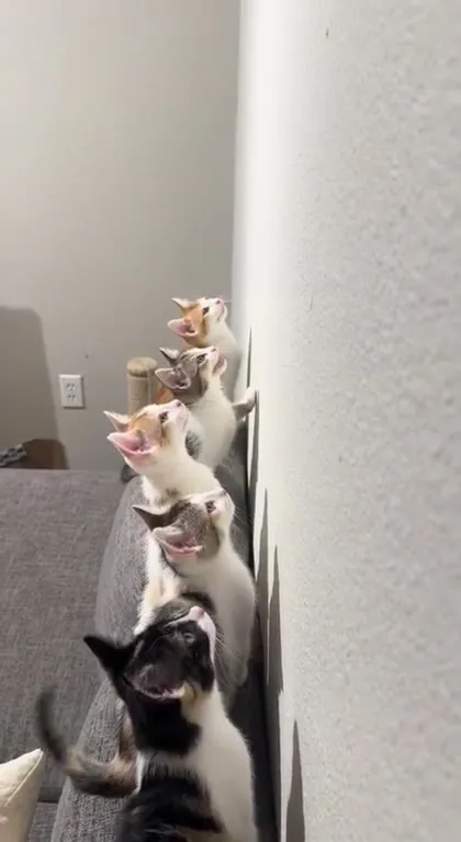 Коты хором смотрят на стену
