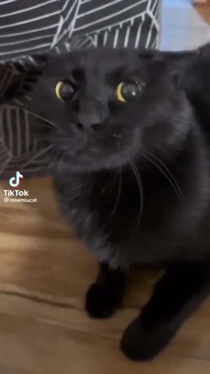 Кот не может уйти