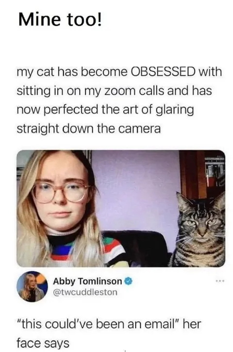 Cat Glares During Zoom Calls