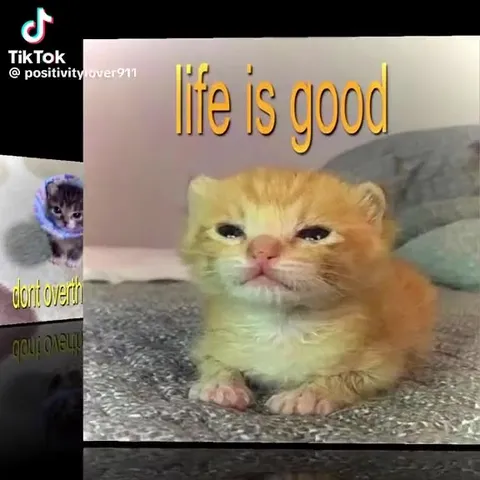 Kitten Motivation Slideshow
