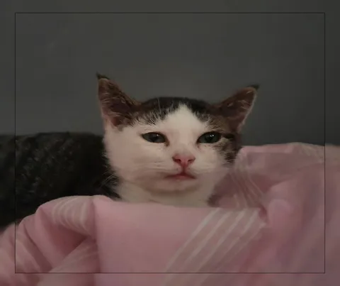 Недовольный кот под одеялом