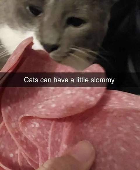 Cats Can Have a Little Slommy