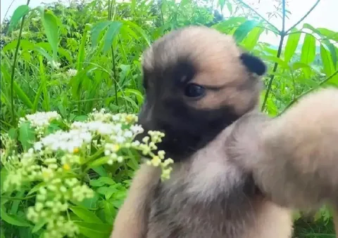 Щенок нюхает цветы