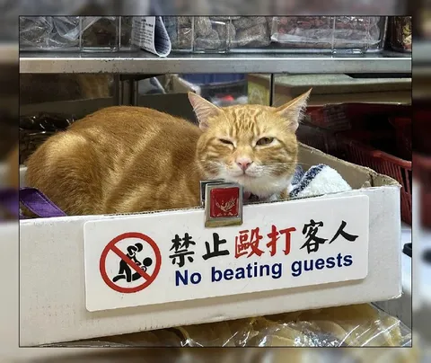 禁止毆打客人的猫