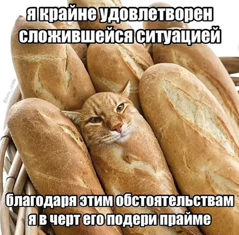 Кот крайне доволен ситуацией