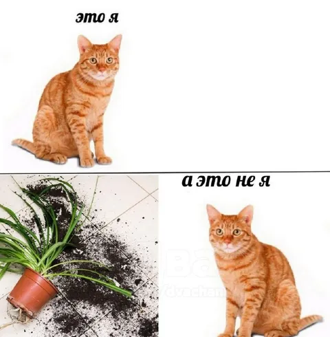 Это я, а это не я