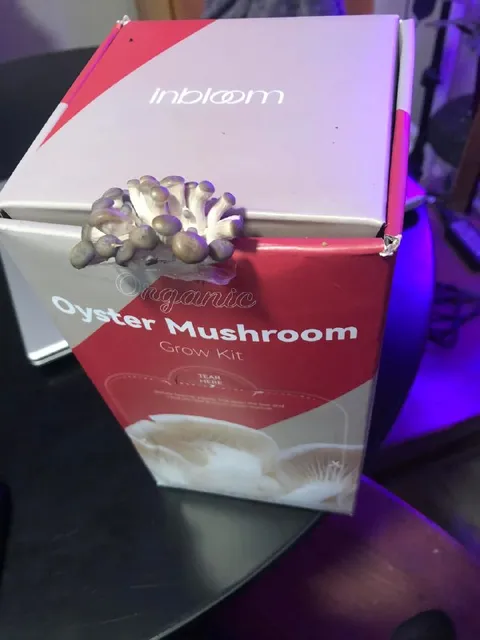 Mushrooms Escape the Grow Kit