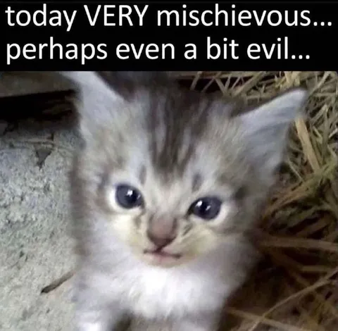 Mischievous Evil Kitten