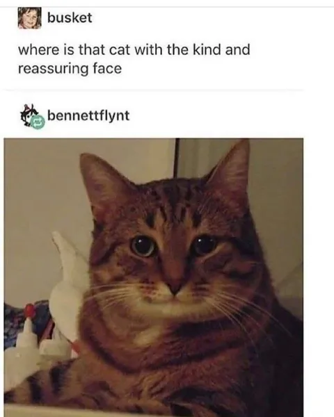 Cat With a Reassuring Face