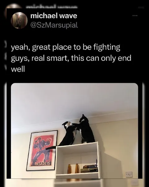 Cats Fighting on a Shelf