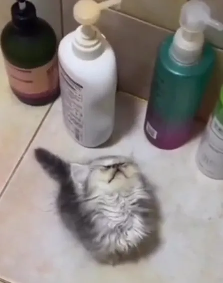 Котёнок среди шампуней