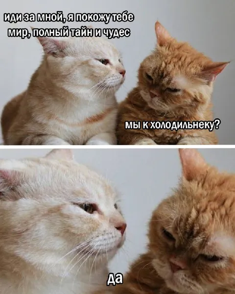 Мир тайн и чудес в холодильнике