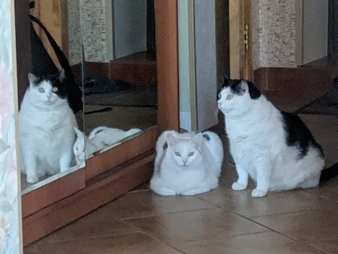 Коты смотрят в зеркало