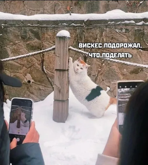Вискер подпрыжал, что поделать