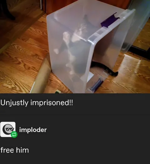 Unjustly Imprisoned Cat