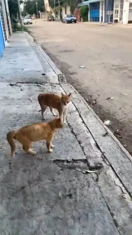 Рыжие коты на тротуаре