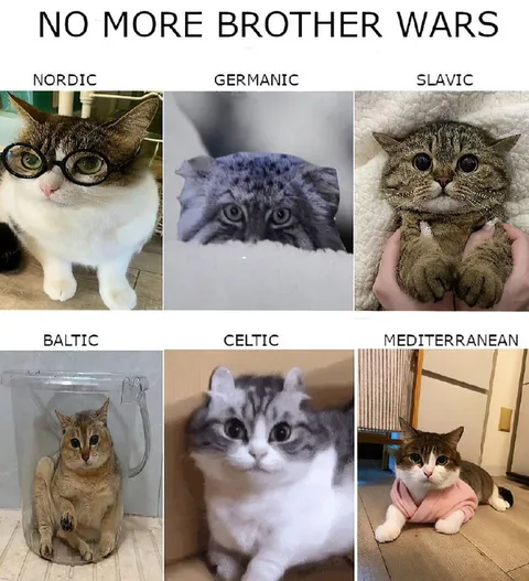 No More Brother Wars Cats