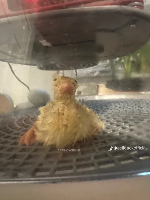 Утёнок подводит взгляд вверх