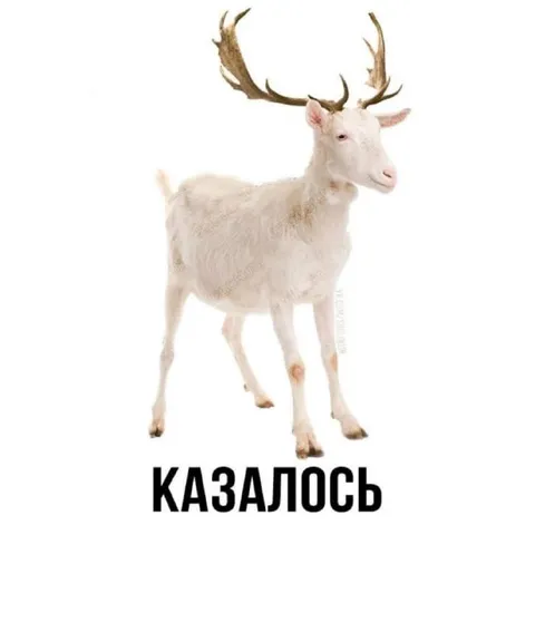 Белый олень: казалось
