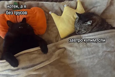 Котек без трусов