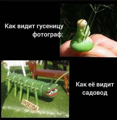 Как фотограф и садовод видят гусеницу