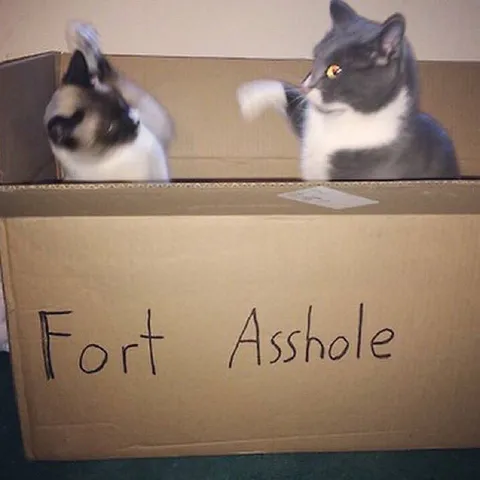 Cats in a Fart Asshole Box