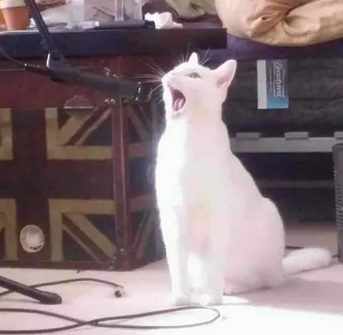 Белая кошка кричит