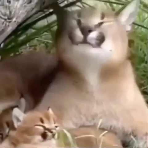 Смеющаяся рысь с котёнком