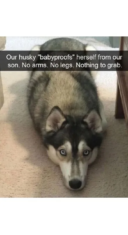 Husky Babyproofs Herself
