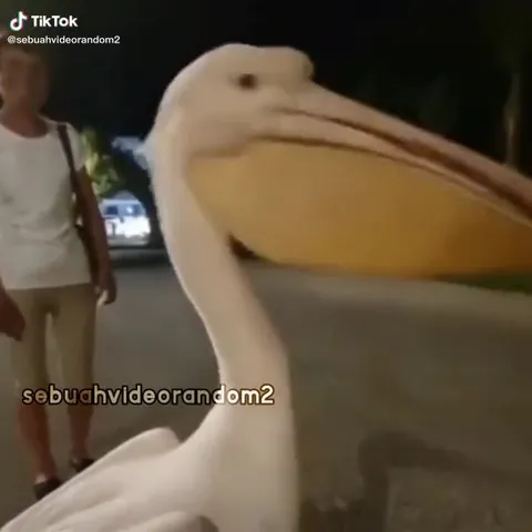 Top 5 Animals Gone Wrong