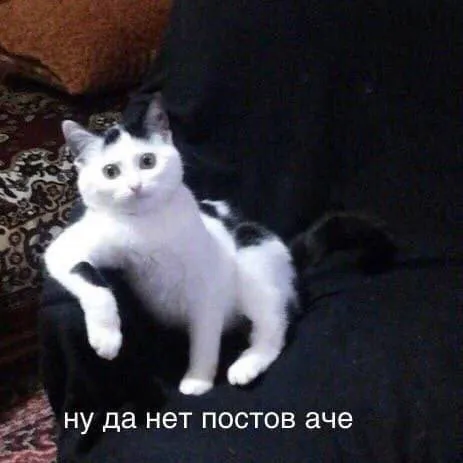 Кот без новых постов
