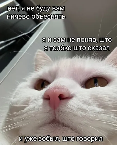 Кот сам не понял, что сказал