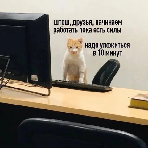 Кот начинает работать на десять минут