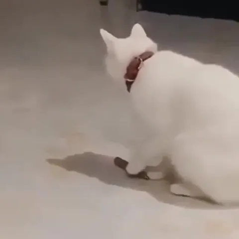 Кот охотится на игрушку