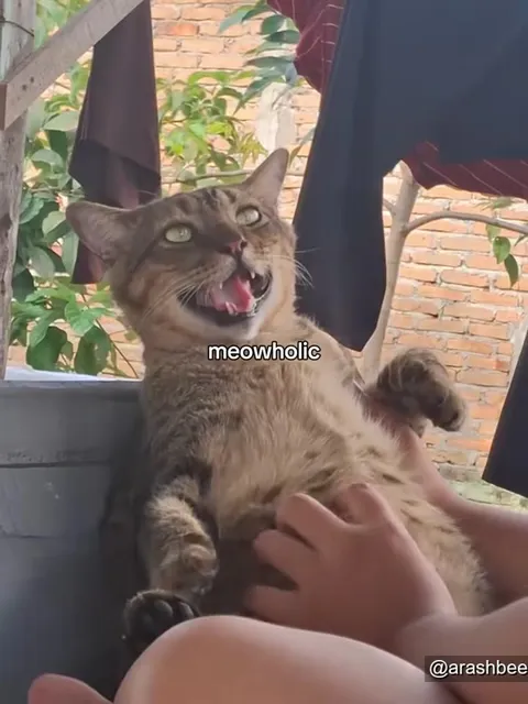 Meowholic Cat Chaos