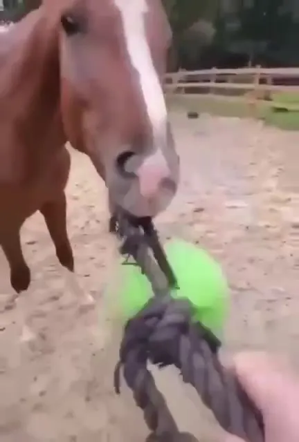 Horse Boss Delivers a You Died