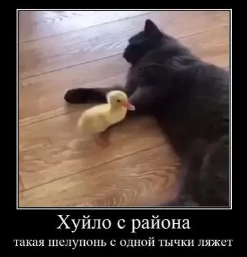 Кот и наглый утёнок