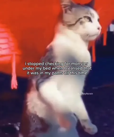 Cat Realizes It Has Pants