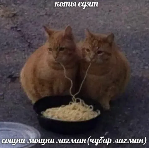 Коты едят лагман