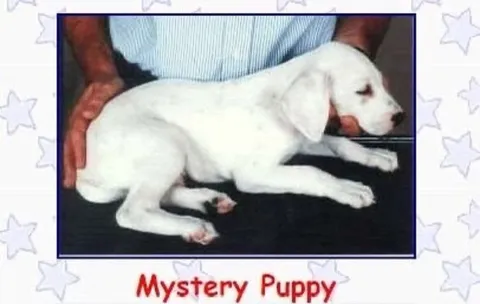 Mystery Puppy Optical Illusion