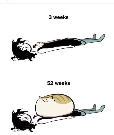 Cat Gets Heavier Over Time