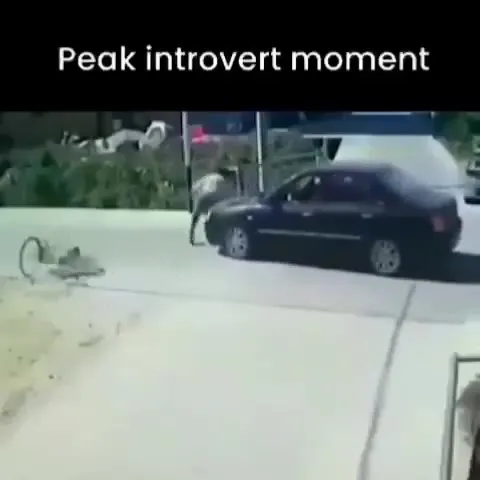 Peak Introvert Moment